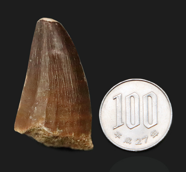 周長7センチ、分厚い！歯冠を覆うエナメル質がよく保存された、モササウルス（Mosasaurus）の歯化石（その7）