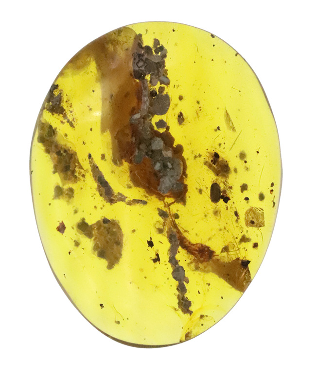 植物片を多数含む大粒サイズ（約29ミリ）のミャンマー琥珀・バーマイト（Burmite）（その1）