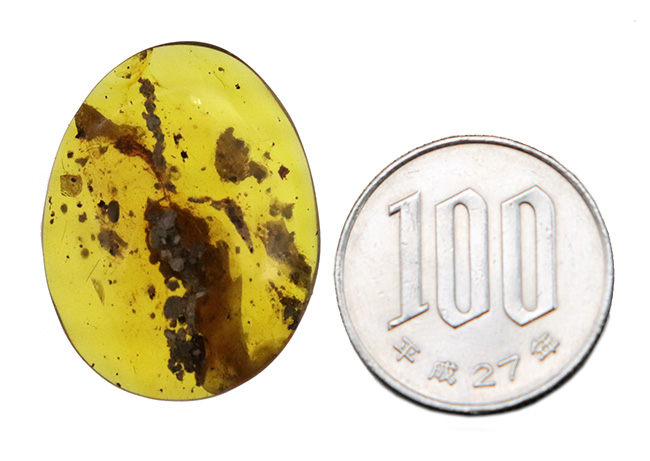 植物片を多数含む大粒サイズ（約29ミリ）のミャンマー琥珀・バーマイト（Burmite）（その10）