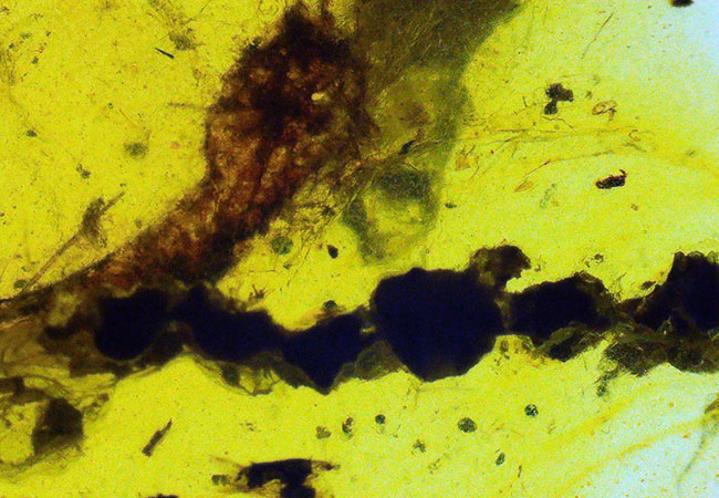 植物片を多数含む大粒サイズ（約29ミリ）のミャンマー琥珀・バーマイト（Burmite）（その2）