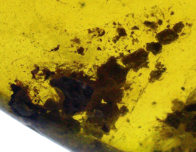 植物片を多数含む大粒サイズ（約29ミリ）のミャンマー琥珀・バーマイト（Burmite）（その3）