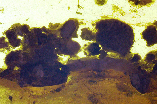 植物片を多数含む大粒サイズ（約29ミリ）のミャンマー琥珀・バーマイト（Burmite）（その4）