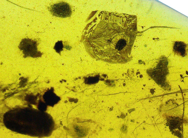 植物片を多数含む大粒サイズ（約29ミリ）のミャンマー琥珀・バーマイト（Burmite）（その5）