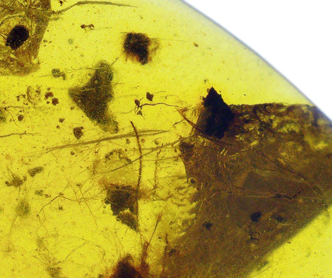 植物片を多数含む大粒サイズ（約29ミリ）のミャンマー琥珀・バーマイト（Burmite）（その6）