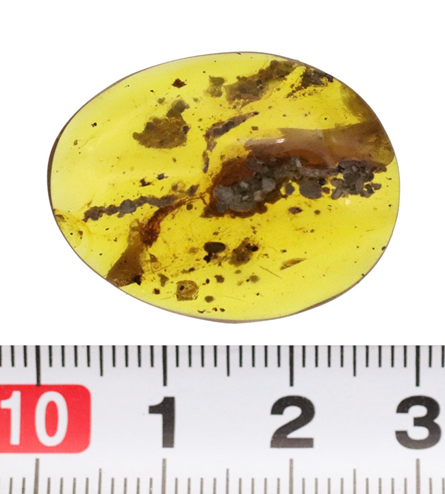 植物片を多数含む大粒サイズ（約29ミリ）のミャンマー琥珀・バーマイト（Burmite）（その9）