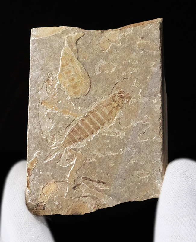 白亜紀前期の湖成層から発見されたカゲロウの幼生（Ephemeroptera nymph）の上質化石（その1）