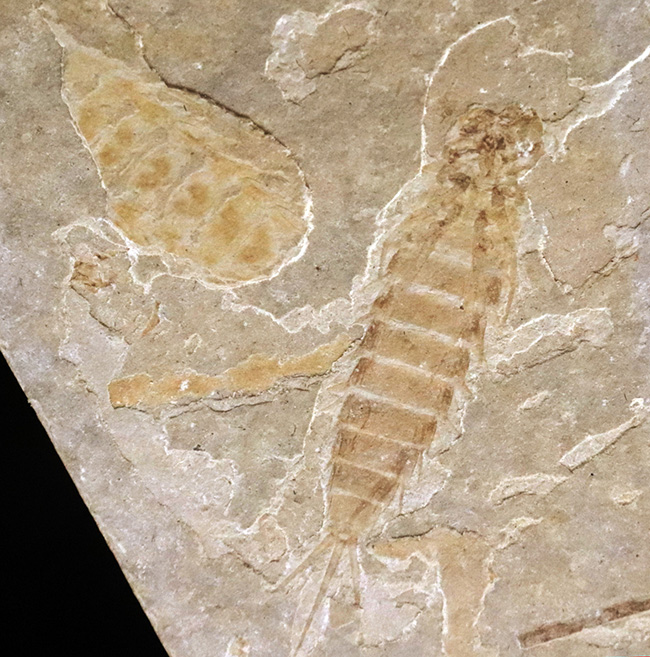 白亜紀前期の湖成層から発見されたカゲロウの幼生（Ephemeroptera nymph）の上質化石（その2）
