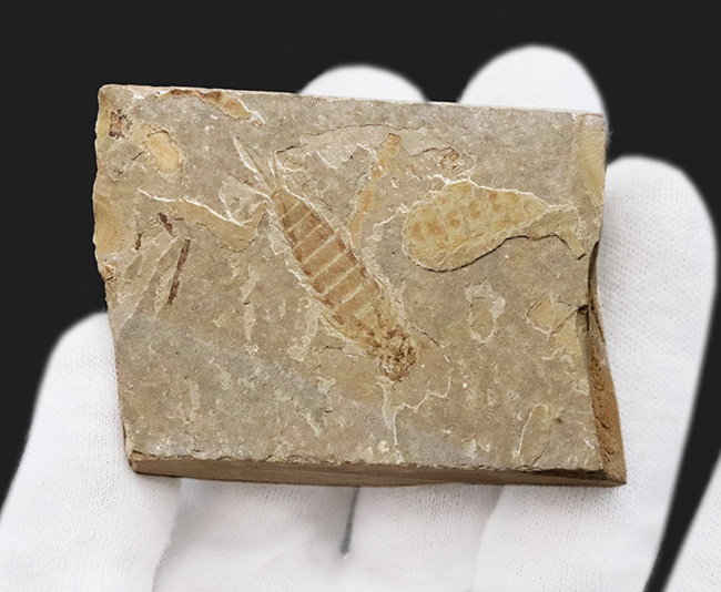白亜紀前期の湖成層から発見されたカゲロウの幼生（Ephemeroptera nymph）の上質化石（その3）