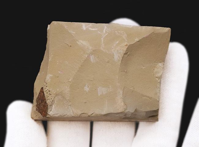 白亜紀前期の湖成層から発見されたカゲロウの幼生（Ephemeroptera nymph）の上質化石（その4）