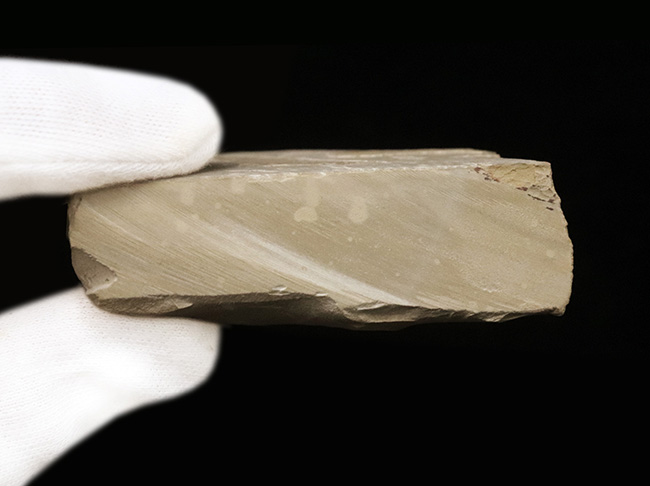 白亜紀前期の湖成層から発見されたカゲロウの幼生（Ephemeroptera nymph）の上質化石（その5）