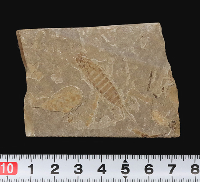 白亜紀前期の湖成層から発見されたカゲロウの幼生（Ephemeroptera nymph）の上質化石（その6）