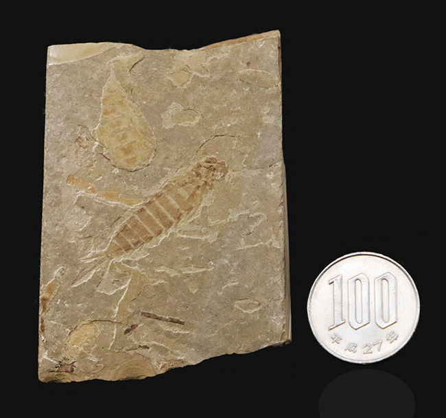 白亜紀前期の湖成層から発見されたカゲロウの幼生（Ephemeroptera nymph）の上質化石（その7）
