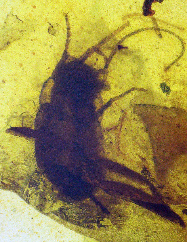 輪郭が明瞭で、触角や体毛まで立体的に保存された昆虫を内包する、恐竜時代の琥珀・バーマイト（Burmite）（その1）