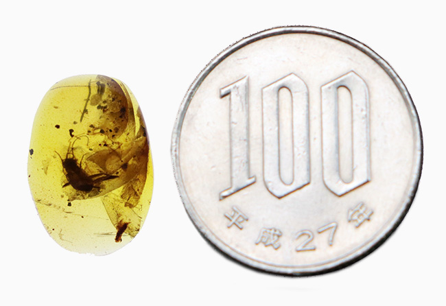 輪郭が明瞭で、触角や体毛まで立体的に保存された昆虫を内包する、恐竜時代の琥珀・バーマイト（Burmite）（その10）