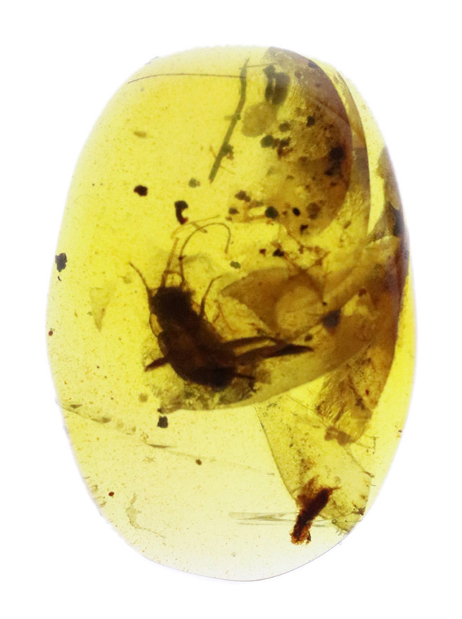 輪郭が明瞭で、触角や体毛まで立体的に保存された昆虫を内包する、恐竜時代の琥珀・バーマイト（Burmite）（その2）