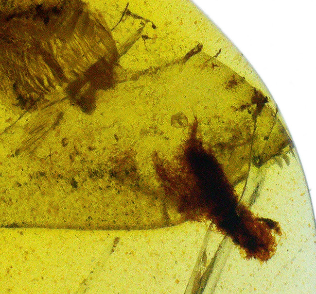 輪郭が明瞭で、触角や体毛まで立体的に保存された昆虫を内包する、恐竜時代の琥珀・バーマイト（Burmite）（その3）
