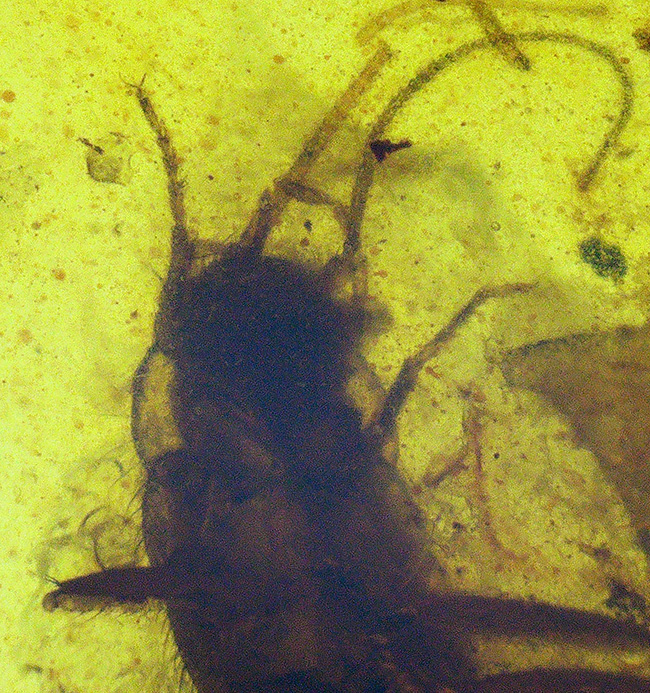 輪郭が明瞭で、触角や体毛まで立体的に保存された昆虫を内包する、恐竜時代の琥珀・バーマイト（Burmite）（その4）