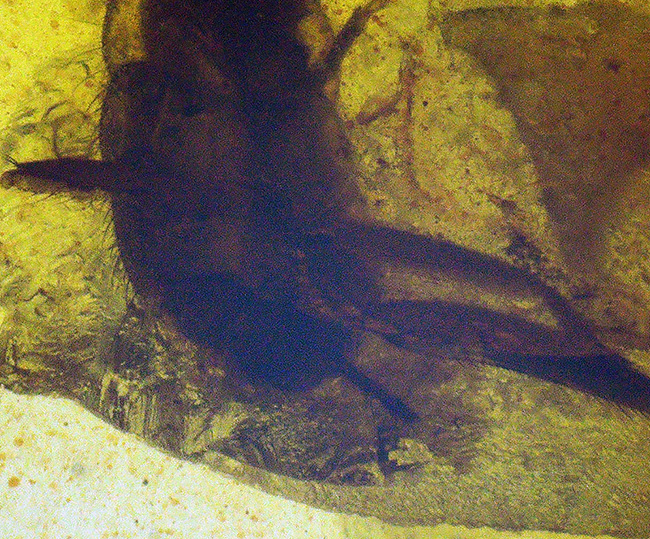 輪郭が明瞭で、触角や体毛まで立体的に保存された昆虫を内包する、恐竜時代の琥珀・バーマイト（Burmite）（その5）