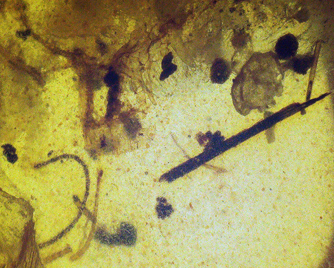 輪郭が明瞭で、触角や体毛まで立体的に保存された昆虫を内包する、恐竜時代の琥珀・バーマイト（Burmite）（その6）