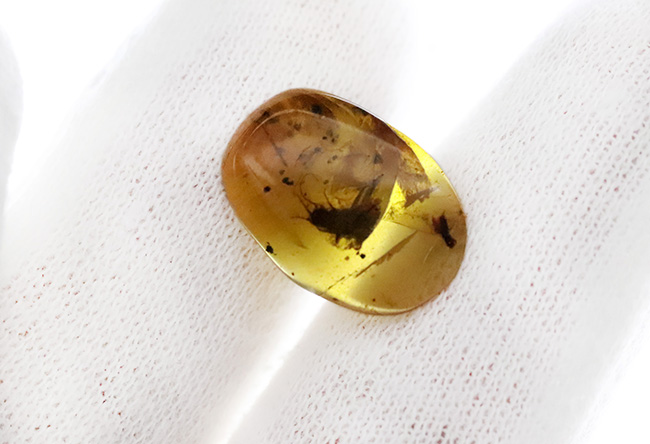 輪郭が明瞭で、触角や体毛まで立体的に保存された昆虫を内包する、恐竜時代の琥珀・バーマイト（Burmite）（その7）