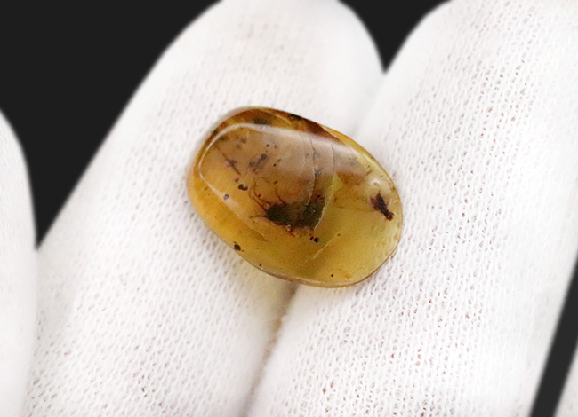 輪郭が明瞭で、触角や体毛まで立体的に保存された昆虫を内包する、恐竜時代の琥珀・バーマイト（Burmite）（その8）