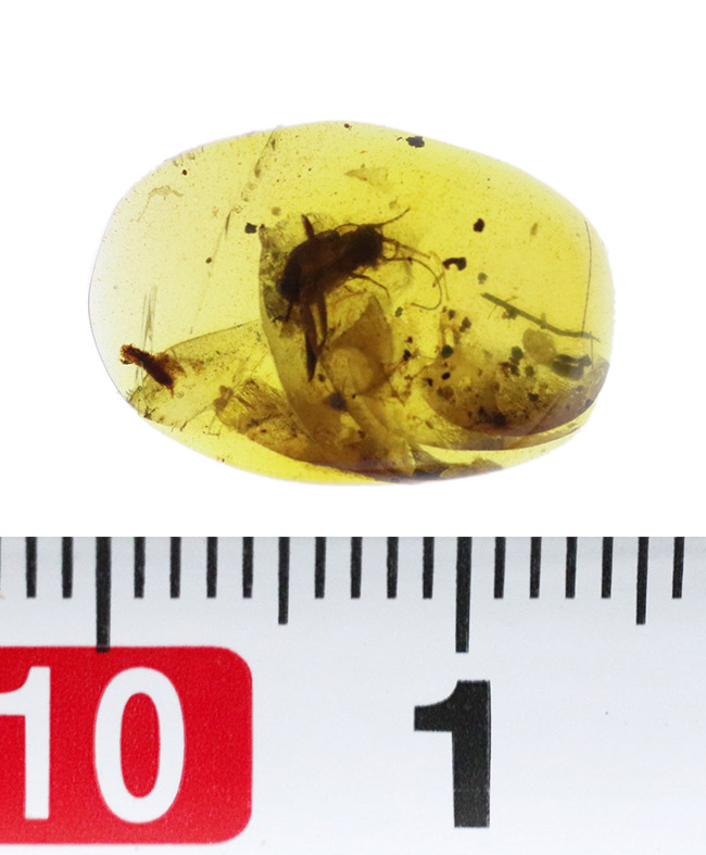輪郭が明瞭で、触角や体毛まで立体的に保存された昆虫を内包する、恐竜時代の琥珀・バーマイト（Burmite）（その9）
