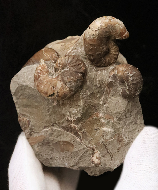 北海道の白亜紀層を代表する異常巻きアンモナイトの一つ、スカフィテス（Scaphites）の群集標本（その2）