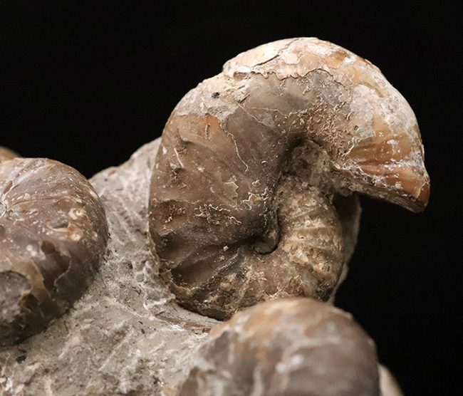 北海道の白亜紀層を代表する異常巻きアンモナイトの一つ、スカフィテス（Scaphites）の群集標本（その3）