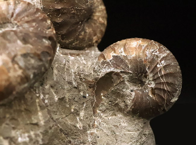 北海道の白亜紀層を代表する異常巻きアンモナイトの一つ、スカフィテス（Scaphites）の群集標本（その4）
