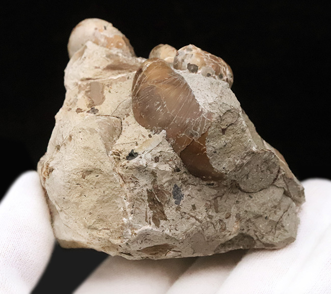 北海道の白亜紀層を代表する異常巻きアンモナイトの一つ、スカフィテス（Scaphites）の群集標本（その5）