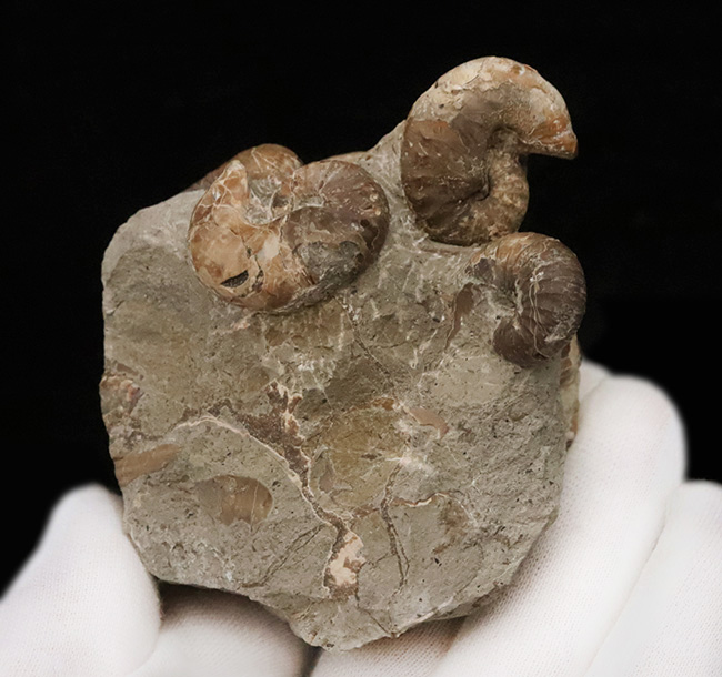 北海道の白亜紀層を代表する異常巻きアンモナイトの一つ、スカフィテス（Scaphites）の群集標本（その6）