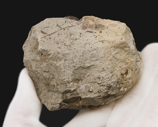 北海道の白亜紀層を代表する異常巻きアンモナイトの一つ、スカフィテス（Scaphites）の群集標本（その7）