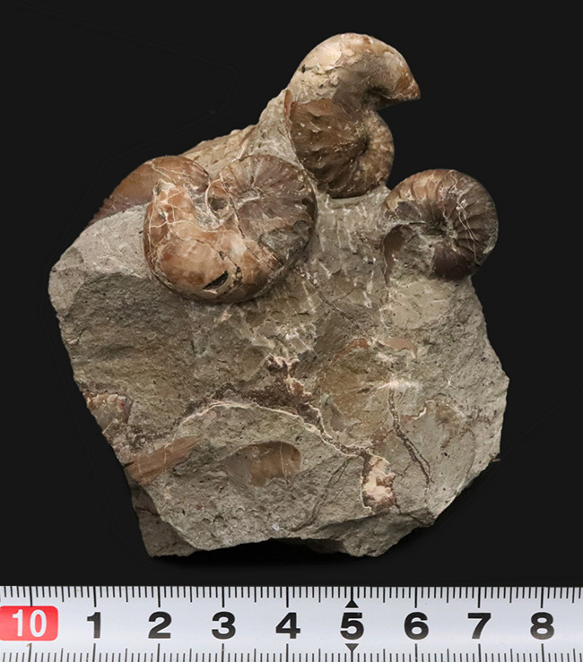 北海道の白亜紀層を代表する異常巻きアンモナイトの一つ、スカフィテス（Scaphites）の群集標本（その8）