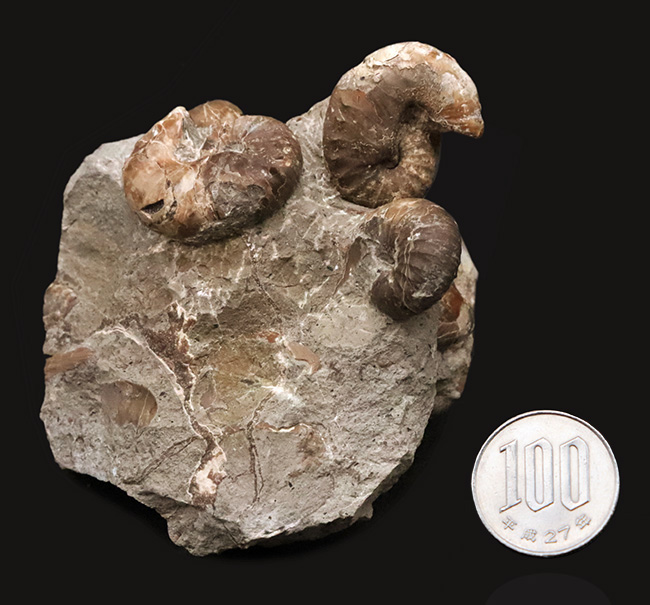 北海道の白亜紀層を代表する異常巻きアンモナイトの一つ、スカフィテス（Scaphites）の群集標本（その9）
