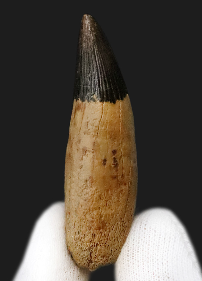 海生爬虫類コレクター垂涎のアイテム！首が「短い」首長竜、ロシア・オスコル産、プリオサウルス類（Pliosauroidea）の極上歯化石（その1）