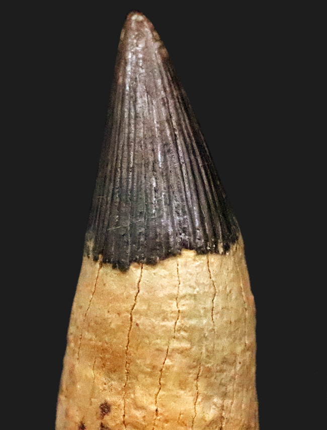 海生爬虫類コレクター垂涎のアイテム！首が「短い」首長竜、ロシア・オスコル産、プリオサウルス類（Pliosauroidea）の極上歯化石（その2）