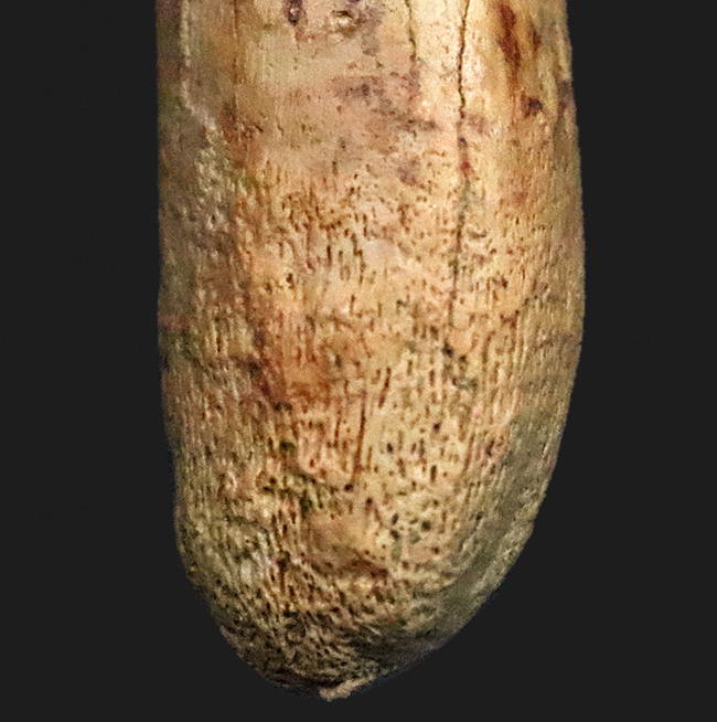 海生爬虫類コレクター垂涎のアイテム！首が「短い」首長竜、ロシア・オスコル産、プリオサウルス類（Pliosauroidea）の極上歯化石（その3）