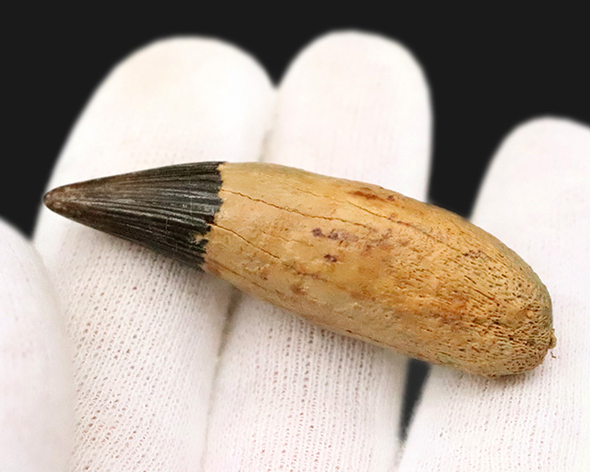 海生爬虫類コレクター垂涎のアイテム！首が「短い」首長竜、ロシア・オスコル産、プリオサウルス類（Pliosauroidea）の極上歯化石（その4）