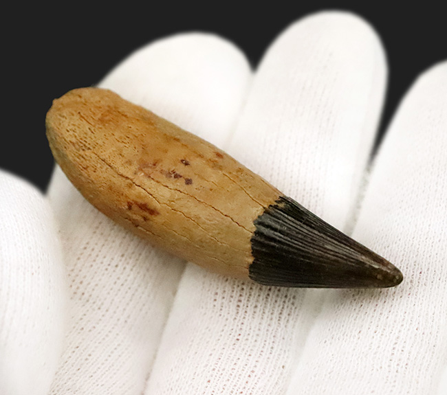 海生爬虫類コレクター垂涎のアイテム！首が「短い」首長竜、ロシア・オスコル産、プリオサウルス類（Pliosauroidea）の極上歯化石（その5）