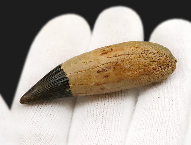 海生爬虫類コレクター垂涎のアイテム！首が「短い」首長竜、ロシア・オスコル産、プリオサウルス類（Pliosauroidea）の極上歯化石（その6）