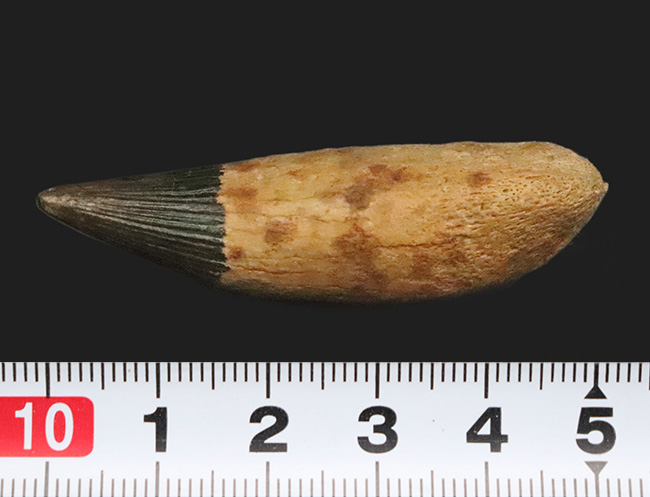 海生爬虫類コレクター垂涎のアイテム！首が「短い」首長竜、ロシア・オスコル産、プリオサウルス類（Pliosauroidea）の極上歯化石（その7）