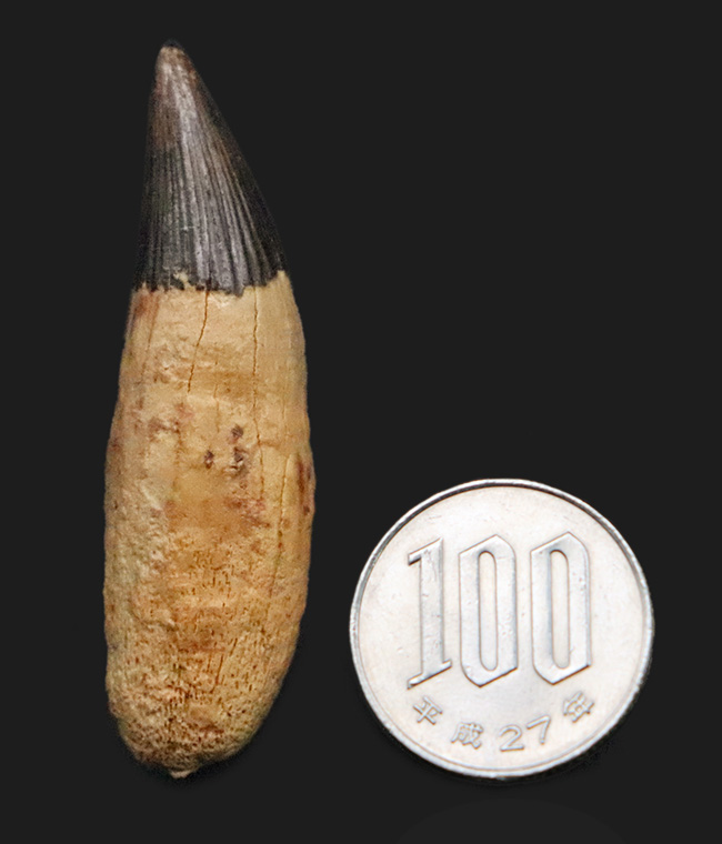 海生爬虫類コレクター垂涎のアイテム！首が「短い」首長竜、ロシア・オスコル産、プリオサウルス類（Pliosauroidea）の極上歯化石（その8）