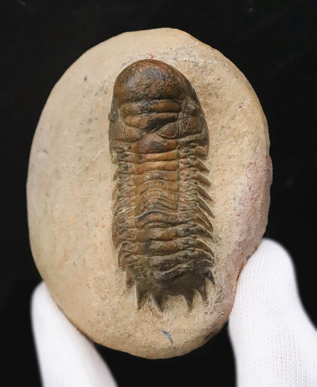 このキャタピラーのような重厚な体節、側棘にご注目！モロッコ・デボン紀層の三葉虫、クロタロセファルス・ギブス（Crotalocephalus gibbus）（その1）