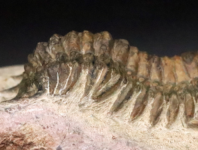 このキャタピラーのような重厚な体節、側棘にご注目！モロッコ・デボン紀層の三葉虫、クロタロセファルス・ギブス（Crotalocephalus gibbus）（その10）