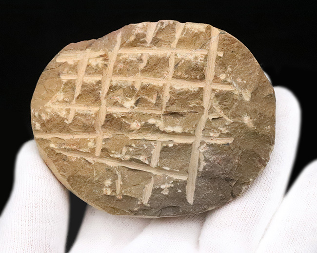 このキャタピラーのような重厚な体節、側棘にご注目！モロッコ・デボン紀層の三葉虫、クロタロセファルス・ギブス（Crotalocephalus gibbus）（その11）