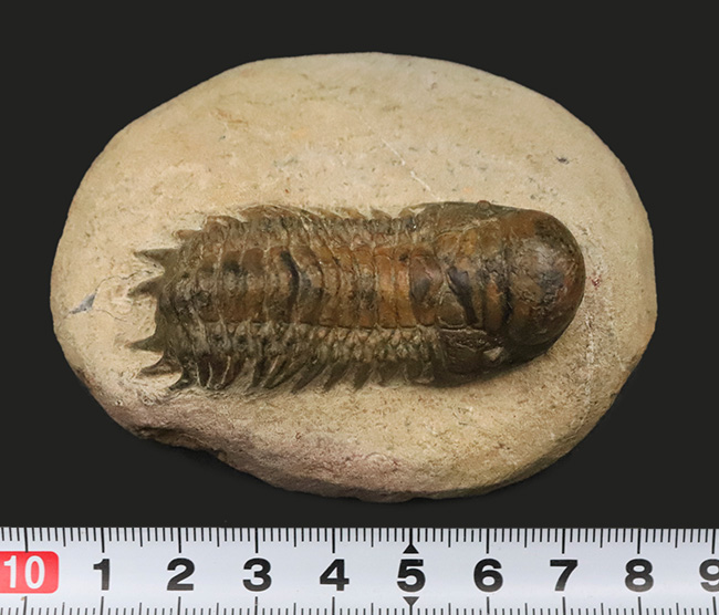 このキャタピラーのような重厚な体節、側棘にご注目！モロッコ・デボン紀層の三葉虫、クロタロセファルス・ギブス（Crotalocephalus gibbus）（その12）