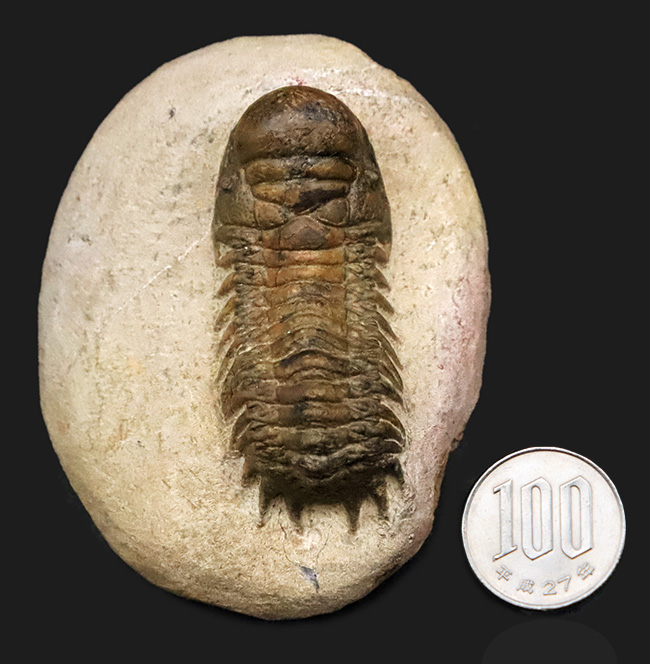 このキャタピラーのような重厚な体節、側棘にご注目！モロッコ・デボン紀層の三葉虫、クロタロセファルス・ギブス（Crotalocephalus gibbus）（その13）