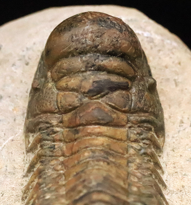 このキャタピラーのような重厚な体節、側棘にご注目！モロッコ・デボン紀層の三葉虫、クロタロセファルス・ギブス（Crotalocephalus gibbus）（その2）