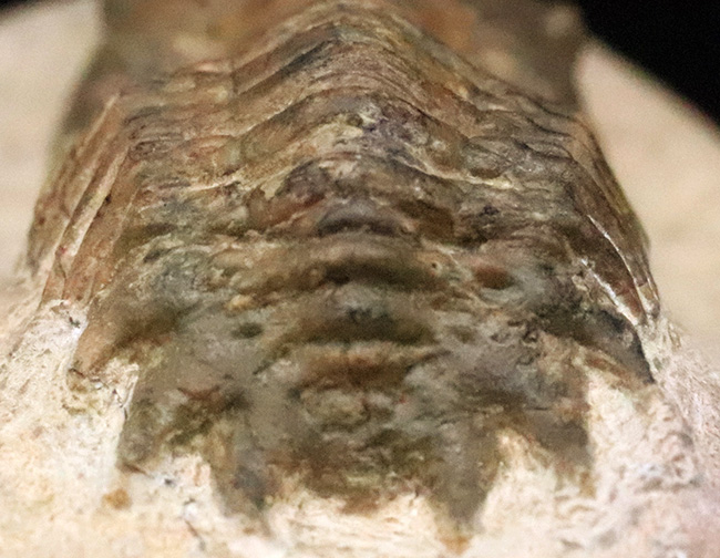 このキャタピラーのような重厚な体節、側棘にご注目！モロッコ・デボン紀層の三葉虫、クロタロセファルス・ギブス（Crotalocephalus gibbus）（その3）