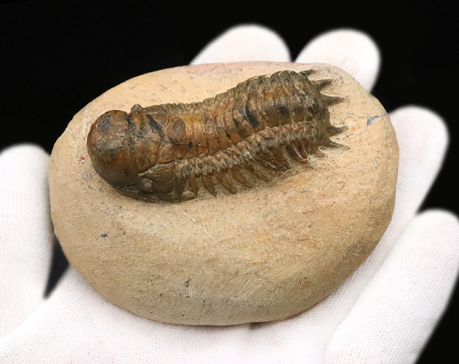 このキャタピラーのような重厚な体節、側棘にご注目！モロッコ・デボン紀層の三葉虫、クロタロセファルス・ギブス（Crotalocephalus gibbus）（その4）